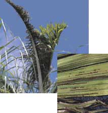 Manganese Deficiency in a Palm Tree