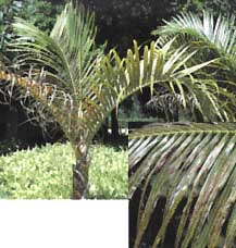 Symptoms of Potassium Deficiency in a Palm Tree